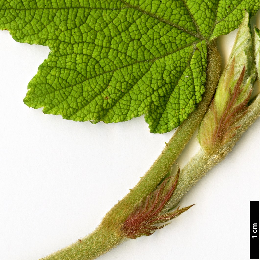 High resolution image: Family: Rosaceae - Genus: Rubus - Taxon: reflexus - SpeciesSub: var. hui